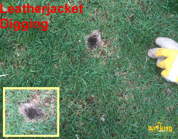 Animals Dig for Leatherjackets